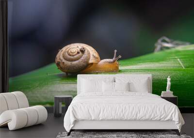 A snail is a shelled gastropod. The name is most often applied to land snails, terrestrial pulmonate gastropod molluscs. However, the common name snail is also used for most of the members of the moll Wall mural