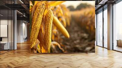 Close-up of corn cobs amid a field of corn plantations. Wall mural