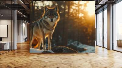 Dramatic cinematic panorama image of a wolf in the woods featuring a wild predator animal posing in a deep woodland, rocky, scenic, and harsh Nordic environment space under a winter's chilly sun Wall mural