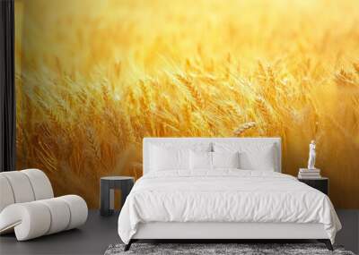 Gold-colored wheat field. the notion of an abundant crop. farm for agriculture. Wall mural