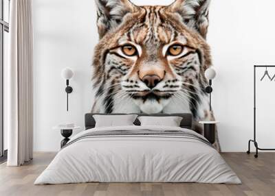 lynx isolated on white background Wall mural