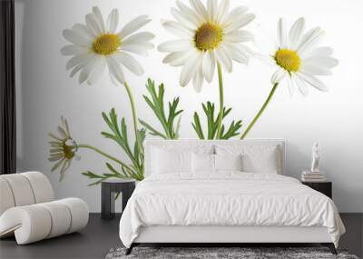 Marguerite Daisy flower isolated on the white background Wall mural