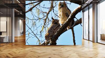 Back lit Great Horned Owlets Wall mural