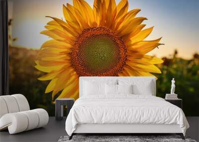 Close-up of sunflower growing outdoors during sunny day Wall mural