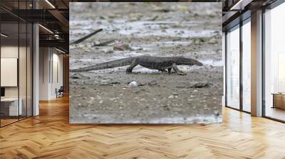 Common water monitor (Varanus salvator macromaculatus) in Sabah, Borneo, Malaysia Wall mural