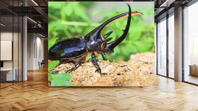 Neptunus beetle (Dynastes neptunus) male in Ecuador

 Wall mural