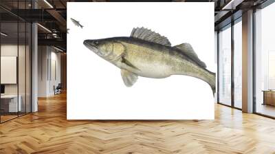 Big zander isolated on white. Fish attacks of small fish Wall mural