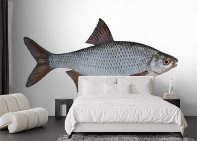 Fresh alive roach fish isolated on white background. Latina rutilus rutilus Wall mural