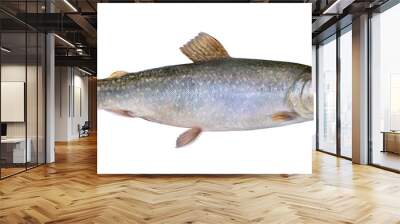 Fresh char fish isolated on white background (Salvelinus confluentus) Wall mural