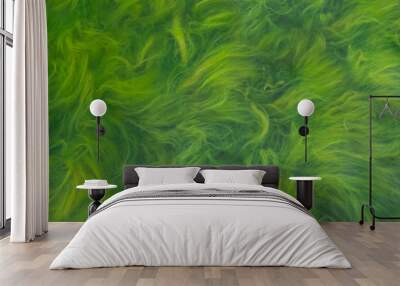 Green seaweed and blooming water. Close-up of lake surface. Wall mural