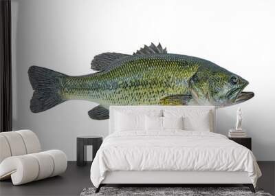 Largemouth bass fish isolated on white background Wall mural