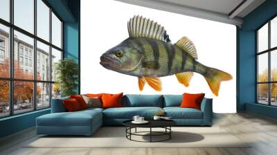 Perch fish trophy isolated on white background. Perca fluviatilis Wall mural