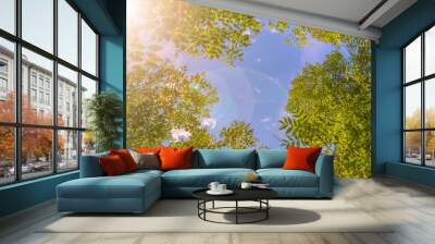 Sunshine toned sky window inside green tree branches frame with blue sky. Canopy of tall trees framing clear blue heaven with the sun shining through Wall mural