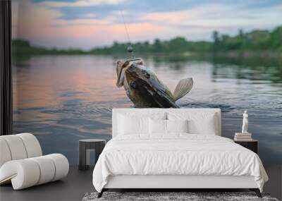 Zander fishing. Walleye fish on hook in water Wall mural