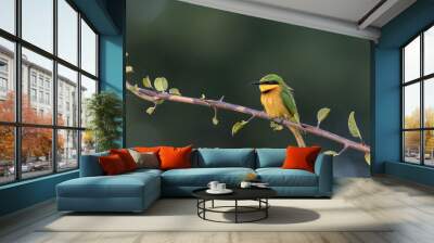 Little bee-eater Wall mural