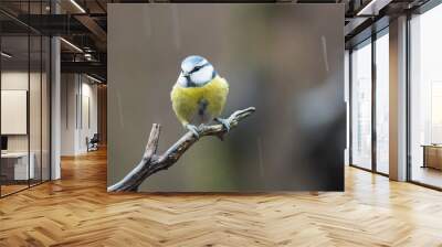 Eurasian blue tit (Cyanistes caeruleus) in winter, Italy. Wall mural