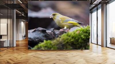 European greenfinch (Chloris chloris) in the italian apennines, Italy. Wall mural