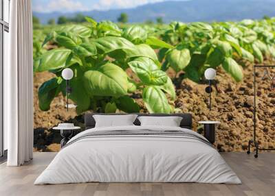 basil cultivated field Wall mural