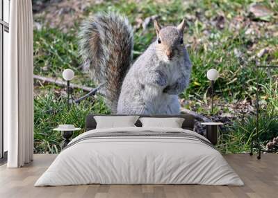 Squirrel Wall mural