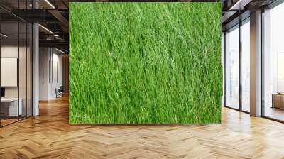 green grass 2 Wall mural