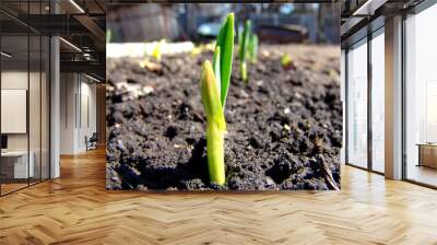 onion shoots 2 Wall mural