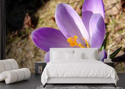 violet crocus 2 Wall mural