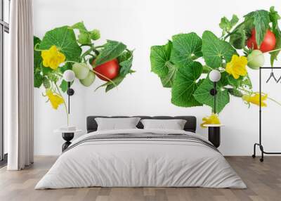 Fresh young cucumber and tomato leaves, fresh young cucumbers (gherkins) and cherry tomatoes, cucumber flowers isolated on a white background Wall mural