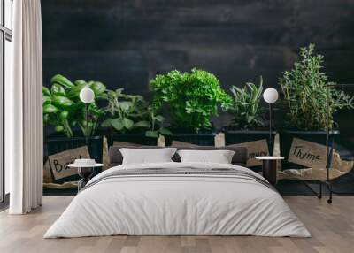 Fresh herbs on the wooden background with copy space Wall mural