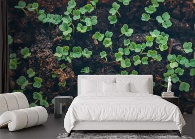 young green shoots of plants Wall mural