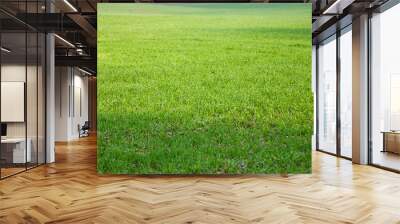 The field of young wheat. Background green grass Wall mural