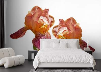 Two colorful bright iris flowers of yellow red pink shade close-up on a white isolated background Wall mural