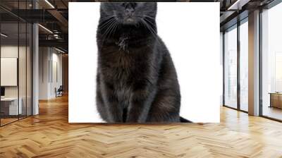 Portrait of a young black cat on white background Wall mural