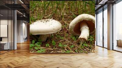 Field Mushroom - Agaricus campestris Wall mural