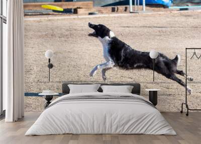 Black and white border collie playing a disc game Wall mural