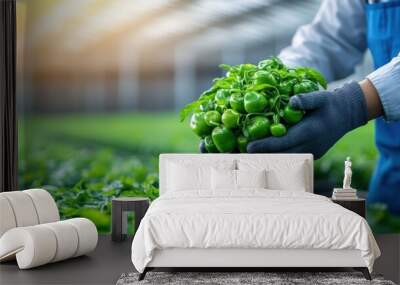 A farmer holds a fresh bunch of green peppers in a greenhouse, showcasing the beauty of organic farming and sustainable agriculture. Wall mural