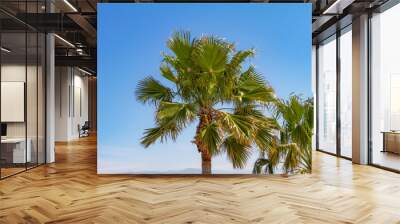 Southern California palm trees with blue sky Wall mural