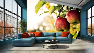 Two red apples hanging from a tree branch, ripe and ready for picking. Wall mural