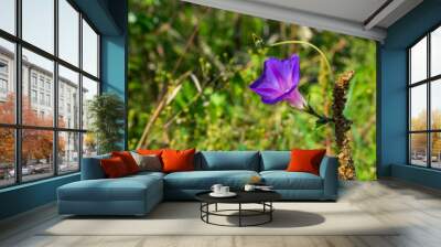 Beautiful purple morning glory flower, Batatilla, Ipomoea violacea Wall mural