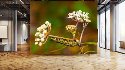 Macro stock photo caterpillar on blurry background Wall mural