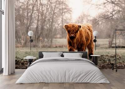 Close up of a beautiful, young brown Scottish highland cow in grass. Start of spring. Wall mural