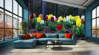 Beautiful garden flower in winter of Florida Wall mural