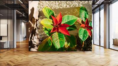 Christmas red flower turn red from green in winter	 Wall mural