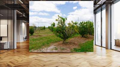 Peach Harvest in a modern peach farm in USA	
 Wall mural