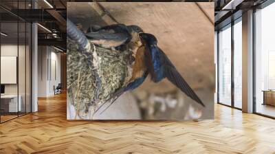 barn swallow nest Wall mural