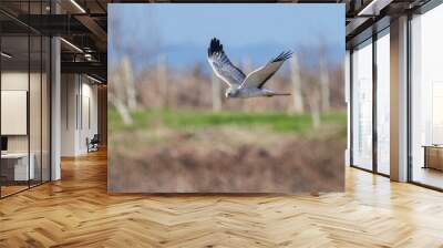 Northern harrier bird Wall mural