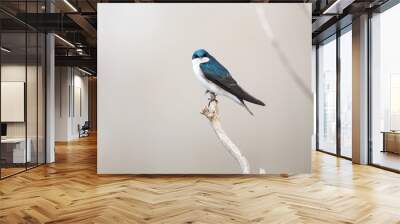 Tree Swallow Wall mural