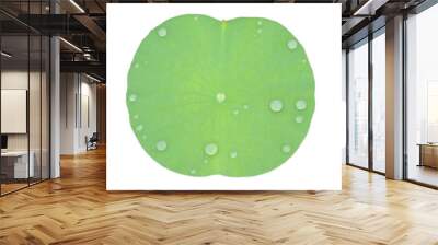 A Watered Lily Pad Isolated in White Wall mural