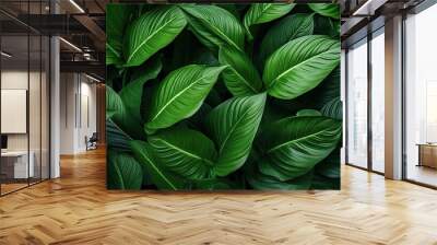 leaves of Spathiphyllum cannifolium, abstract green texture, nature background, tropical leaf Wall mural