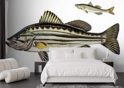 Striped bass fish isolated on transparent background Wall mural