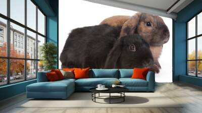 brown and black lop eared rabbits, isolated Wall mural